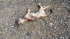 Canis lupus pallipes