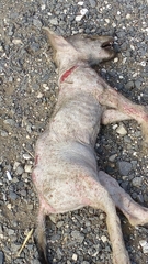 Canis lupus pallipes