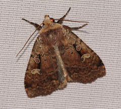 Diarsia jucunda