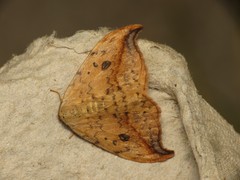 Drepana falcataria