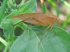 Amblycorypha oblongifolia