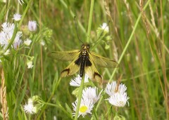 Libelloides longicornis