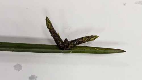 Image of Bog Bulrush (Schoenoplectiella mucronata) by (c) Cheng-Te Hsu, some rights reserved (CC BY)