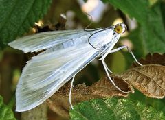 Palpita flegia