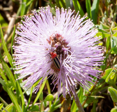 Disonycha admirabila