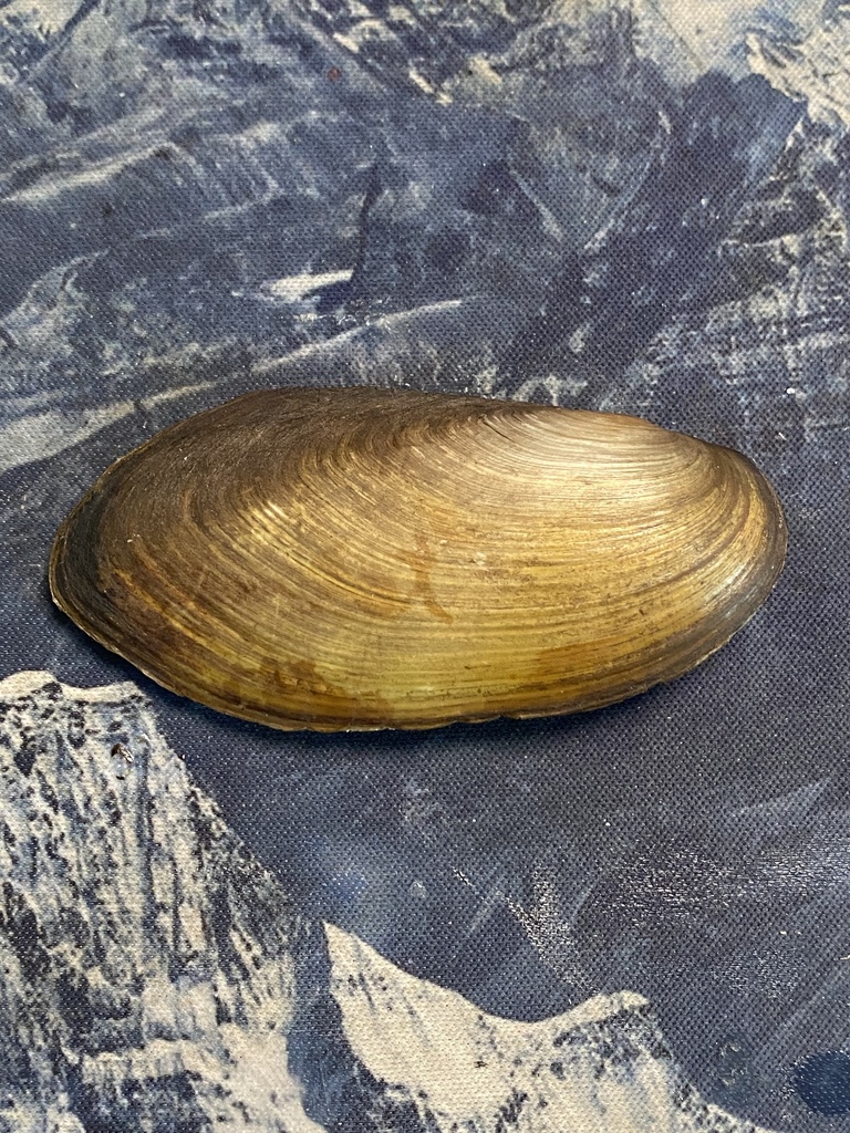 Pilsbryoconcha exilis