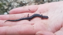 Plethodon electromorphus