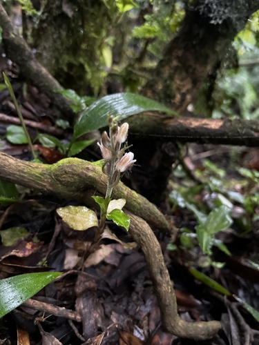 Image of Goodyera foliosa by (c) 黃美滿, some rights reserved (CC BY)