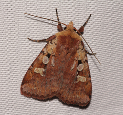 Diarsia jucunda