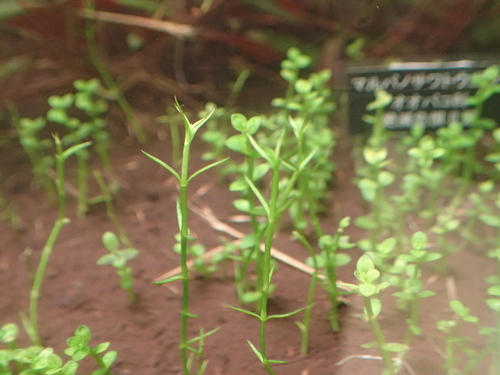 Deinostema violaceum iNat (2)