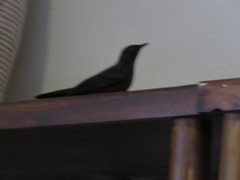 Thamnolaea cinnamomeiventris autochthones