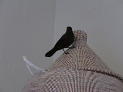 Thamnolaea cinnamomeiventris autochthones