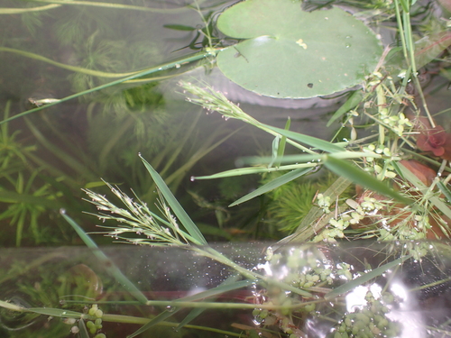 Pseudoraphis sordida iNat (3)