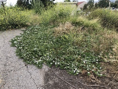 Myoporum parvifolium