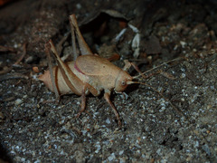 Aglaothorax longipennis