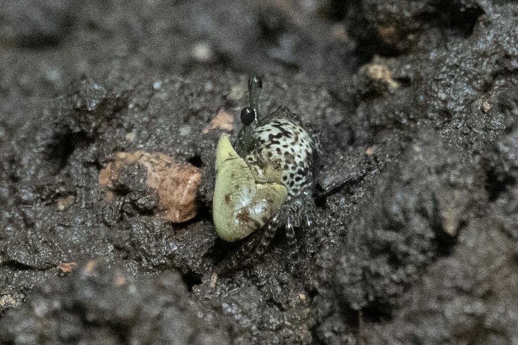 Triangular Fiddler Crab