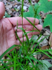 Carex gracillima