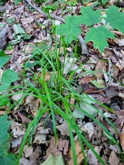 Carex gracillima