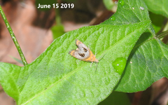 Olethreutes captiosana