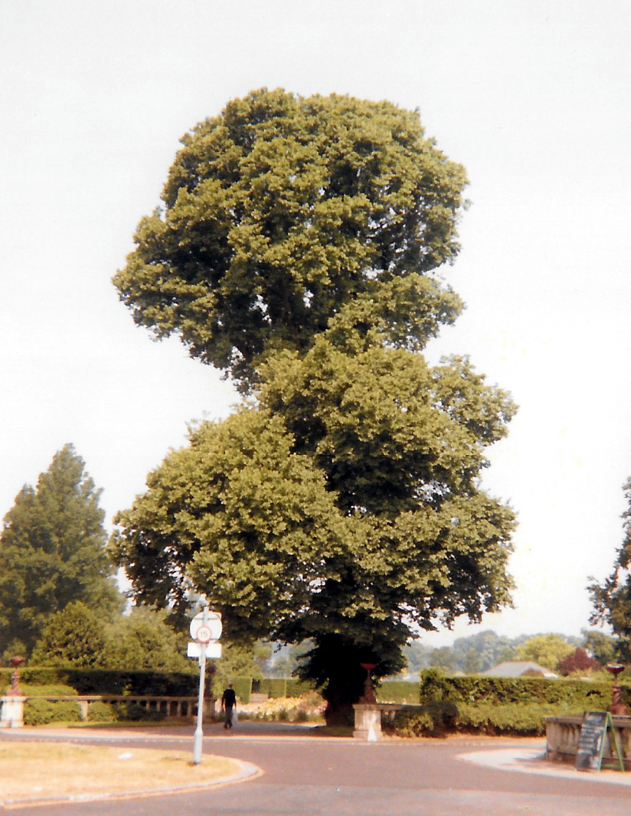 Ulmus procera