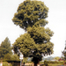 English Elm - Photo 
Alex Z, no known copyright restrictions (public domain)