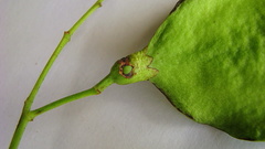 Jacaranda jasminoides