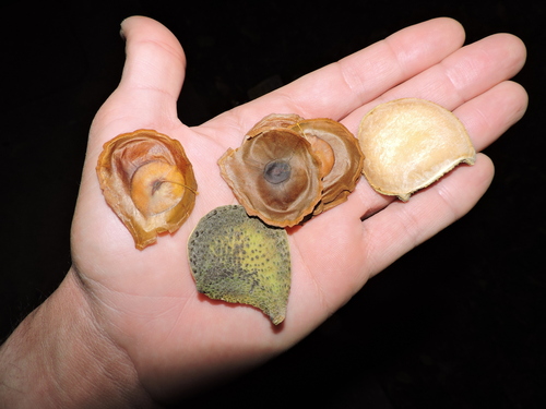 Image of Aspidosperma Brasiliense (Aspidosperma brasiliense) by (c) Fabrício Mil Homens Riella, some rights reserved (CC BY)