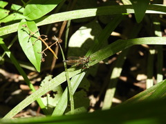 Asilidae