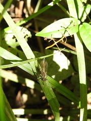 Asilidae