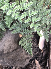 Myriopteris covillei