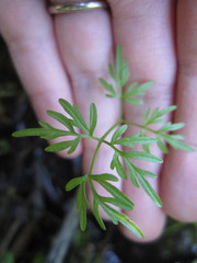 Oenantheae