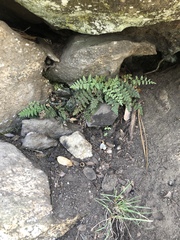 Myriopteris covillei