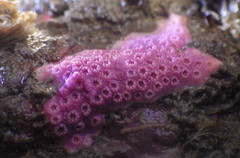 Stylantheca papillosa