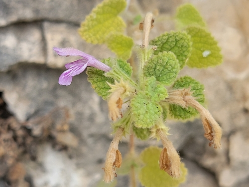 Ballota saxatilis (Ballota saxatilis)