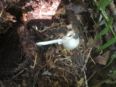 Leucocoprinus brebissonii