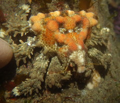 Phyllolithodes papillosus