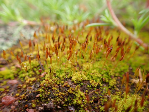 Rib-leaf Moss (Tortula atrovirens)
