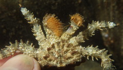 Phyllolithodes papillosus