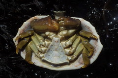 Cryptolithodes sitchensis