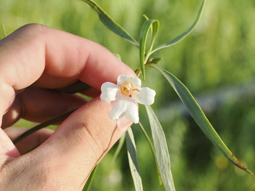 Image of Bignonia Emu-Bush (Eremophila bignoniiflora) by (c) Lucas Christofides, some rights reserved (CC BY)