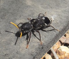 Trogodendron fasciculatum