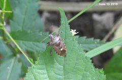 Pinthaeus sanguinipes