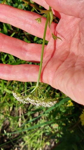 Image of Tilingia ajanensis by no rights reserved