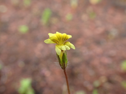 Image of Small-Flower Goodenia (Goodenia pusilliflora) by (c) Nina Kerr, some rights reserved (CC BY)