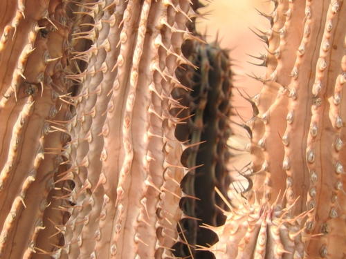 Image of Hoodia parviflora by (c) Noeleen du Toit, some rights reserved (CC BY-SA)