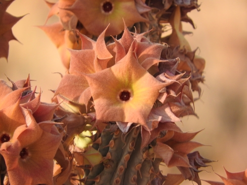 Image of Hoodia parviflora by (c) Noeleen du Toit, some rights reserved (CC BY-SA)