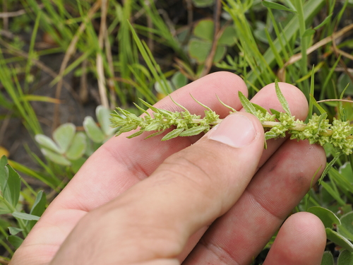 Blitum atriplicinum (Blitum atriplicinum)