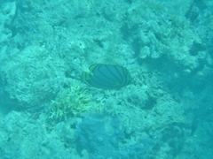 Chaetodon meyeri