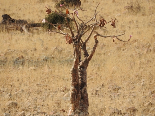 Bushman poison (Adenium boehmianum)