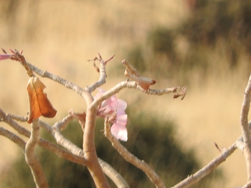 Image of Adenium boehmianum by (c) Noeleen du Toit, some rights reserved (CC BY-SA)